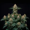 Early Skunk