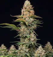 G13 Auto