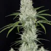 G13