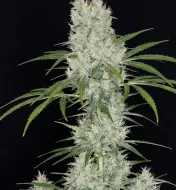 G13