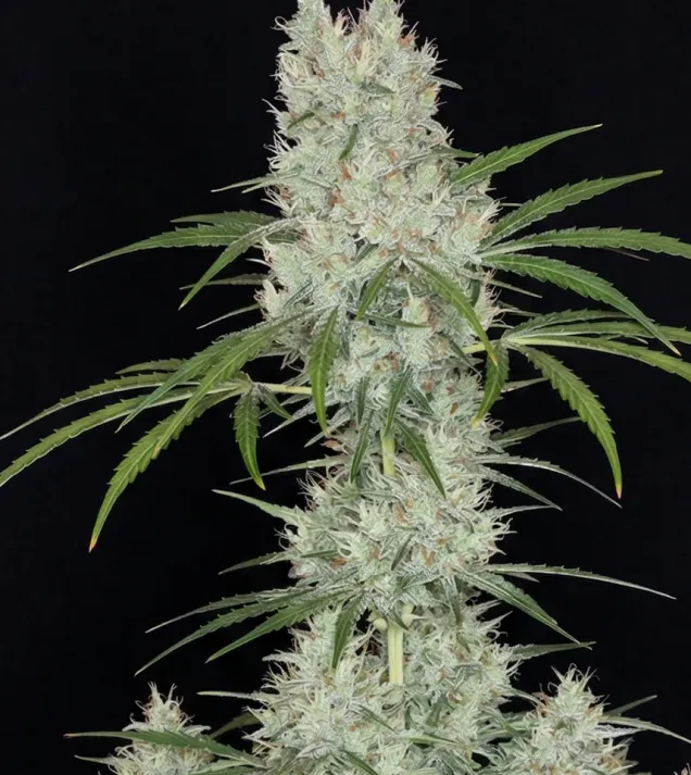 G13