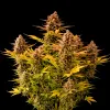 Girl Scout Cookies Auto