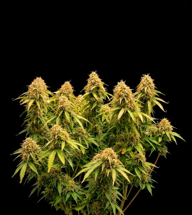 Gorilla GG4 F1 Auto
