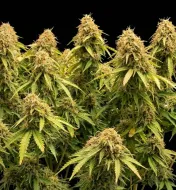 Gorilla GG4 F1 Auto