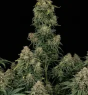 Gorilla GG4 Fast