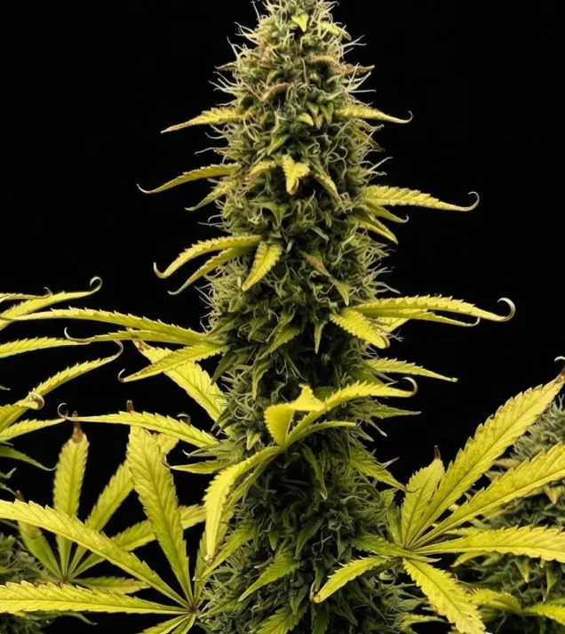 Grape Ape