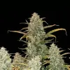 Green Crack Auto