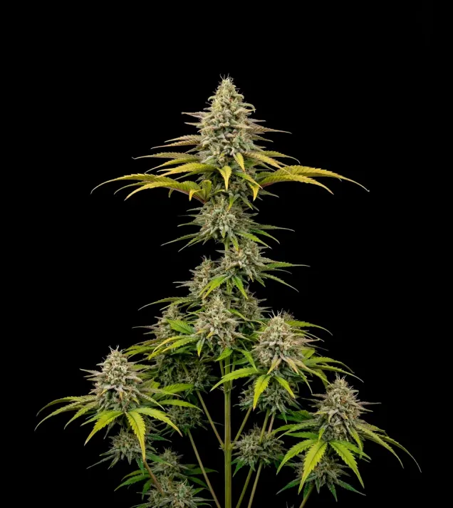 Jack Herer Regular
