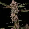 Khalifa Kush