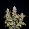 Lemon Haze Auto