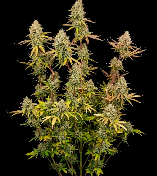 Lemon Haze Fast