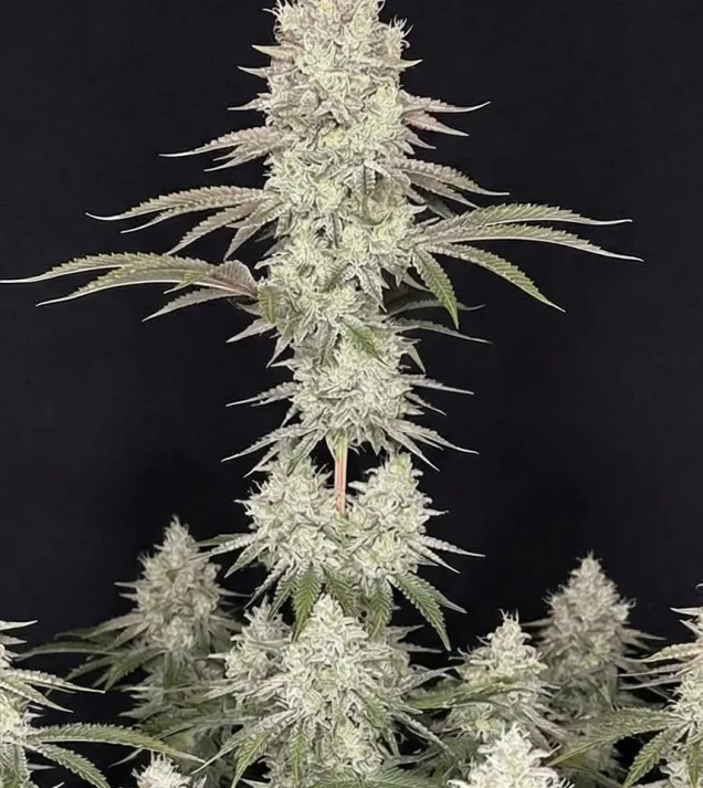Lemon Tree
