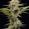 Maui Waui