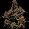 Mimosa Cake Auto