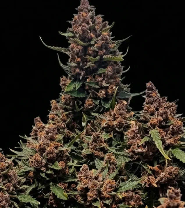 Mimosa Cake Auto