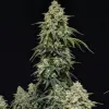 OG Kush Auto