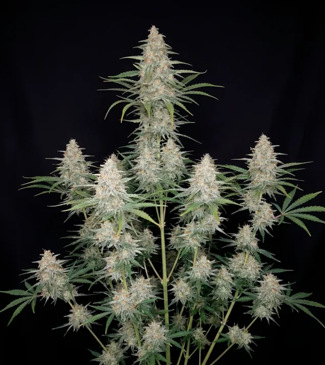 Orange Sherbet