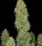 Pink Runtz Auto