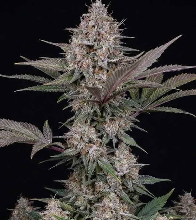 Purple Lemonade