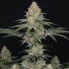 Purple Punch F1