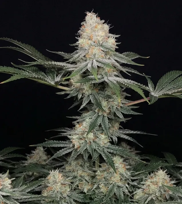 Purple Punch