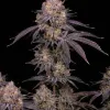 Purple Runtz
