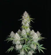 Sherbet Auto