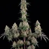 Sundae Driver