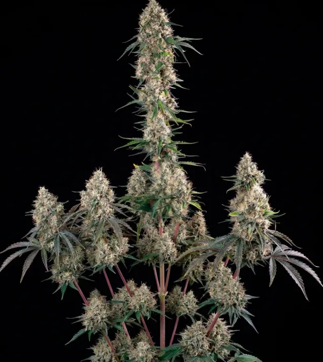 Sundae Driver