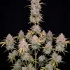 Wedding Cake Auto