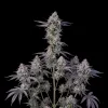 White Russian F1