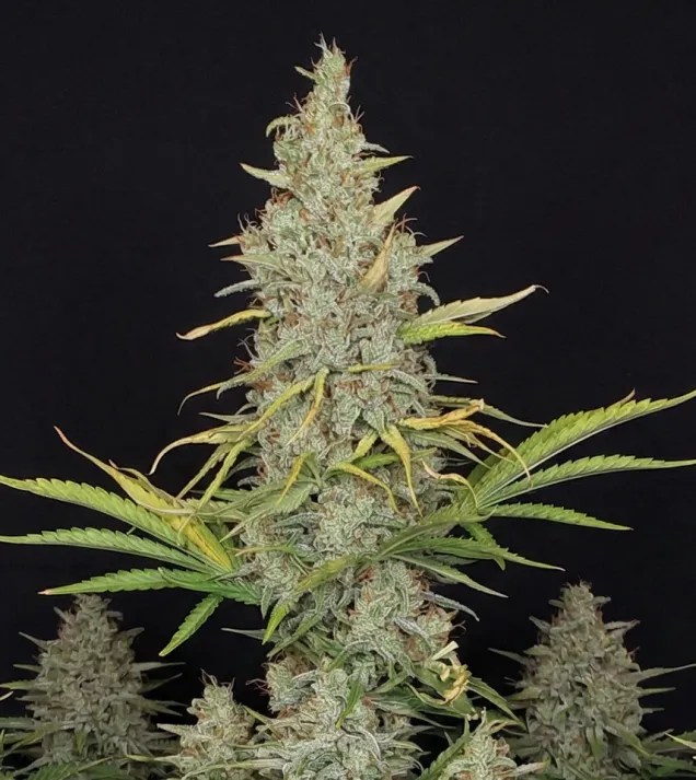 White Russian Fast