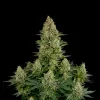 White Widow F1