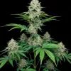 AK 47 F1