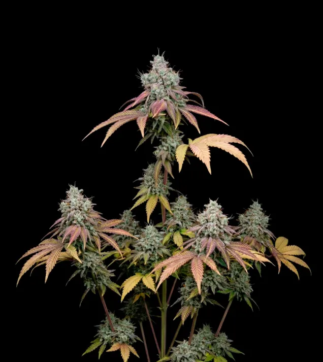 Zookies