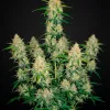Watermelon Zkittlez Fast