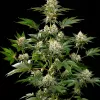 Sunset Sherbet Fast