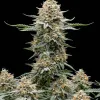 Fast Bud Auto