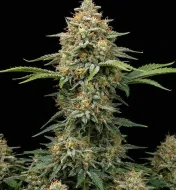 Critical Bilbo Auto
