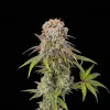 Girl Scout Cookies Fast