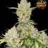 Apricot Gorilla Auto