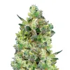 Mimosa Auto