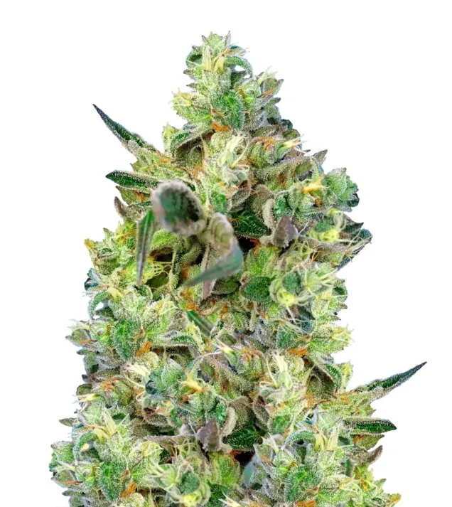 Mimosa Auto