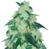 Cheesecake Auto