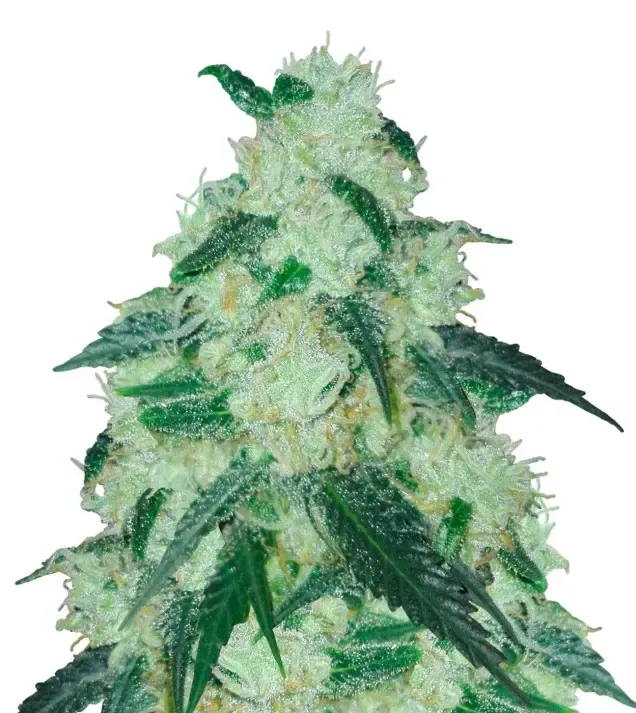 Cheesecake Auto