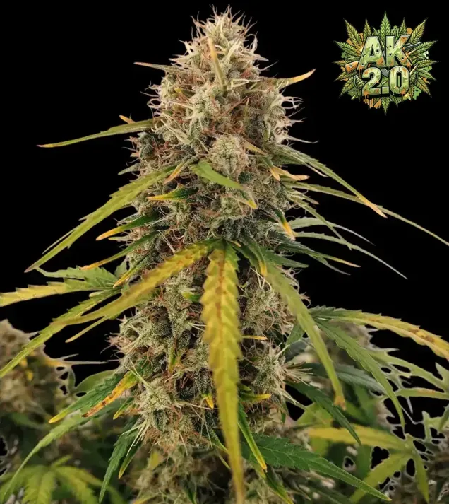 AK 2.0 XL Auto