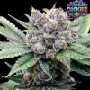 Alien Cookies