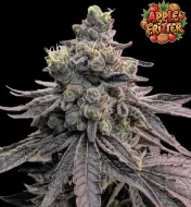 Apple Fritter