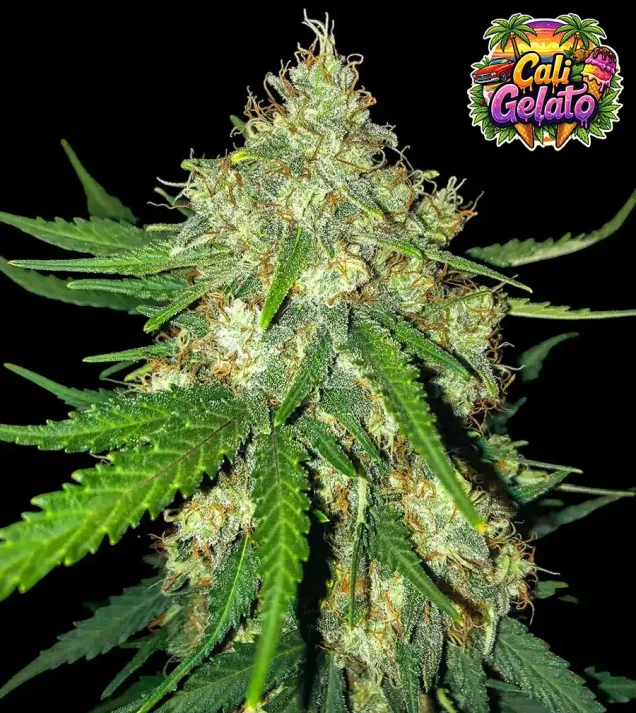 Cali Gelato Auto