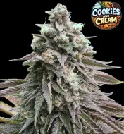 Cookies and Cream